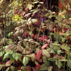 Posion Ivy