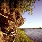 River and roots
