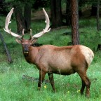 Elk