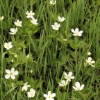 Windflower