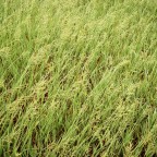 Prairie Grasses