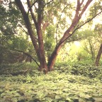 Silver Maple