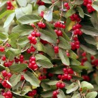Wild Cherries