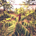 Staghorn Sumac