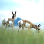 Antelope