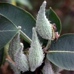 Milkweed