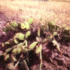 Prickley Pears