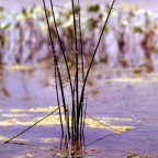 Water Plant