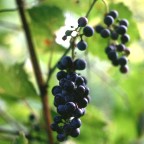 Wild Grapes
