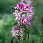 Bee Plant