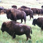 Bison