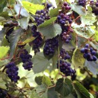 Grapes