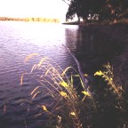 Grass and Water