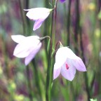Hare Bell