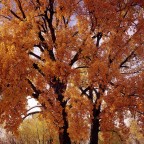 Fall Trees