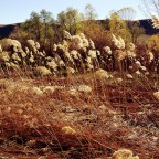Prairie Grasses