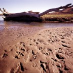 Sand and driftwood