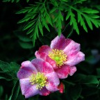 Woods Rose