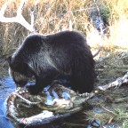 Black Bear Eatting