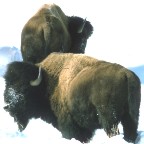 Bison