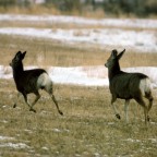 Mule Deer