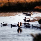 Canada Geese