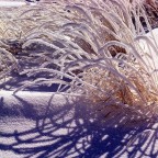 Snow Covered Grass