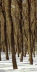 Cottonwoods Along The Missouri River