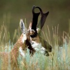 Pronghorn