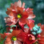 Globemallows