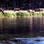 Stream with Deer