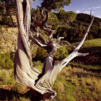 Twisted Stump