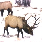 Elk