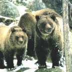 Grizzly Bears