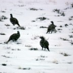Sage Grouse