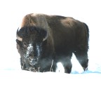 Bison