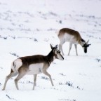 Antelope
