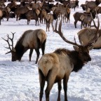 Herd of Elk