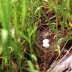 Bird Eggs