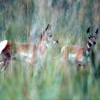Pronghorn