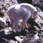 Mountain Goats