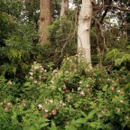Wild Roses