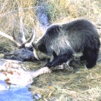 Black Bear Feasting