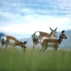 Antelope