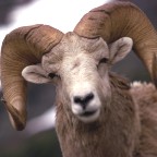 Big Horn Sheep