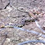 Bull Snake