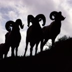 Group of Big Horns