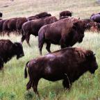 Bison