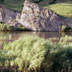 Marsh Grasses