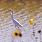 Snowy Egret